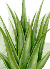 Kalyanamalai Matrimonial Magazine- Beauty Tips - Aloe Vera – the wonder plant